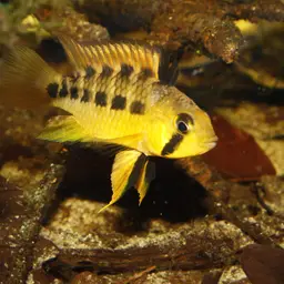 Apisto Red Spot, photo 2