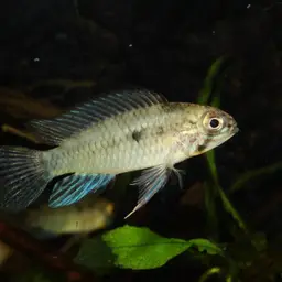 Corumba Cichlid, photo 1