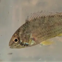 Corumba Cichlid, photo 3