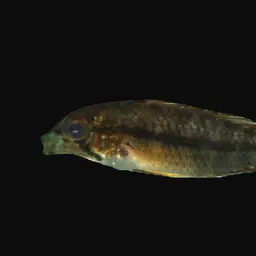 Corumba Cichlid, photo 4