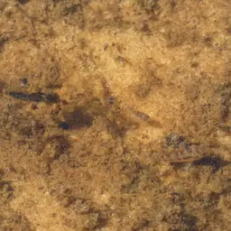 Corumba Cichlid, photo 5