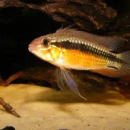 Elizabeth's Dwarf Cichlid, photo 2