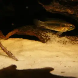 Elizabeth's Dwarf Cichlid, photo 3