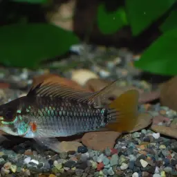Blue Cheek Dwarf Cichlid, photo 2
