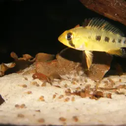 Blue Cheek Dwarf Cichlid, photo 3