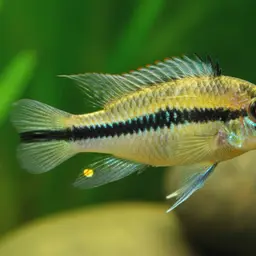 Blackline Apisto