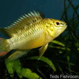 Highfin Apisto, photo 1