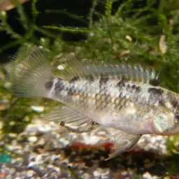 Highfin Apisto, photo 2