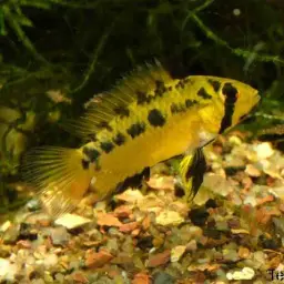 Highfin Apisto, photo 3