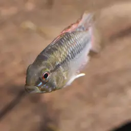 Blackseam Cichlid