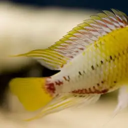 Blackseam Cichlid, photo 2