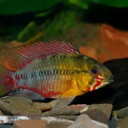 Blackseam Cichlid, photo 3
