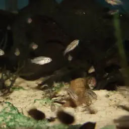 Blackseam Cichlid, photo 4
