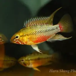 Blackseam Cichlid, photo 5