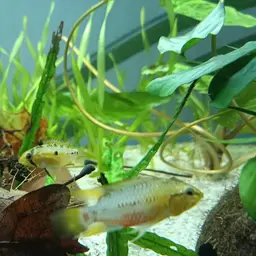 Blackseam Cichlid, photo 7