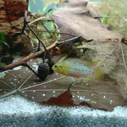 Blackseam Cichlid, photo 8