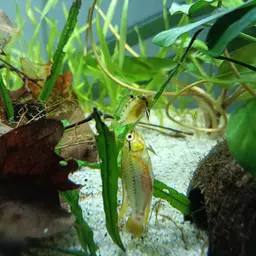 Blackseam Cichlid, photo 9