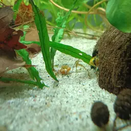 Blackseam Cichlid, photo 10