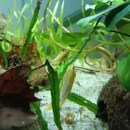 Blackseam Cichlid, photo 11