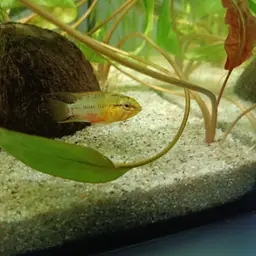 Blackseam Cichlid, photo 12