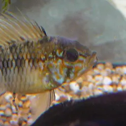Macmaster's Dwarf Cichlid, photo 1