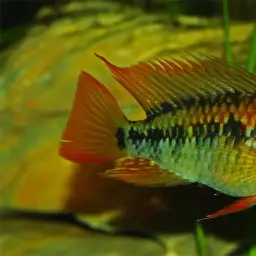 Macmaster's Dwarf Cichlid, photo 2