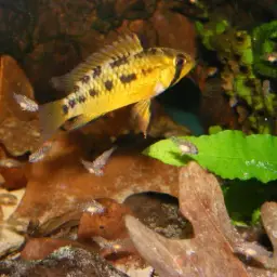 Macmaster's Dwarf Cichlid, photo 4