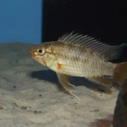 Macmaster's Dwarf Cichlid, photo 5