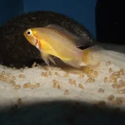 Macmaster's Dwarf Cichlid, photo 6