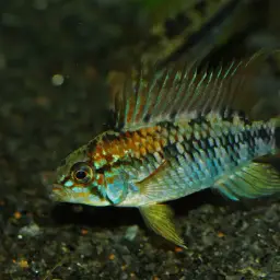 Macmaster's Dwarf Cichlid, photo 7