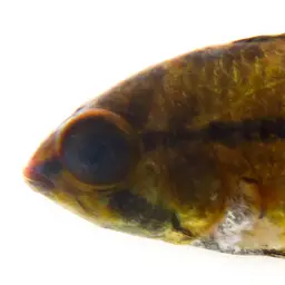 Macmaster's Dwarf Cichlid, photo 8