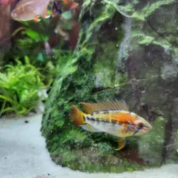 Macmaster's Dwarf Cichlid, photo 9