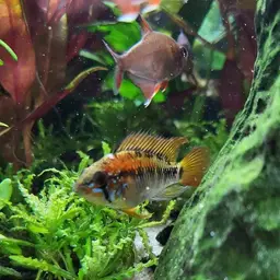 Macmaster's Dwarf Cichlid, photo 10