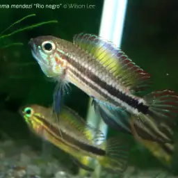 Mendezi Dwarf Cichlid, photo 1