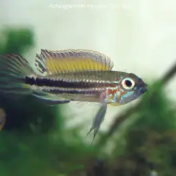 Mendezi Dwarf Cichlid, photo 2