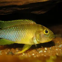 Panda Dwarf Cichlid