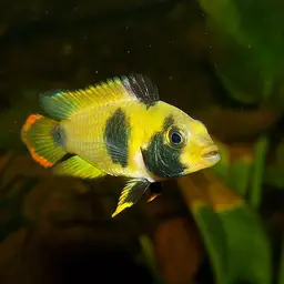 Panda Dwarf Cichlid, photo 2