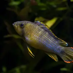 Panda Dwarf Cichlid, photo 3