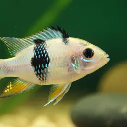Panda Dwarf Cichlid, photo 5