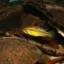 Bigmouth, photo 3