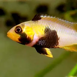 Blue Panda Cichlid, photo 1