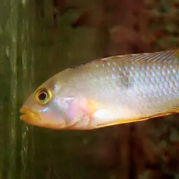 Blue Panda Cichlid, photo 2
