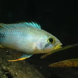 Blue Panda Cichlid, photo 3