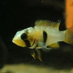 Blue Panda Cichlid, photo 4