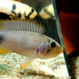 Blue Panda Cichlid, photo 5