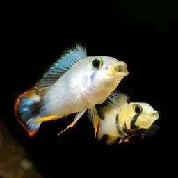 Blue Panda Cichlid, photo 6