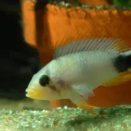 Blue Panda Cichlid, photo 7