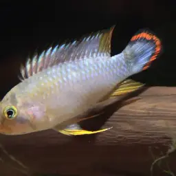 Blue Panda Cichlid, photo 9