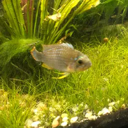 Blue Panda Cichlid, photo 10
