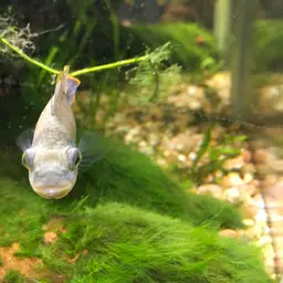 Blue Panda Cichlid, photo 11